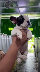 Chó bull pháp - shop uy tín 6 năm nay