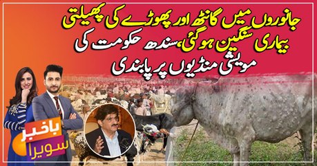 Download Video: Sindh govt shuts cattle markets amid LSD epidemic