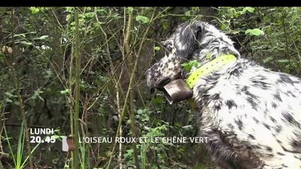 L'Oiseau roux et le le chêne vert - 26/12/16