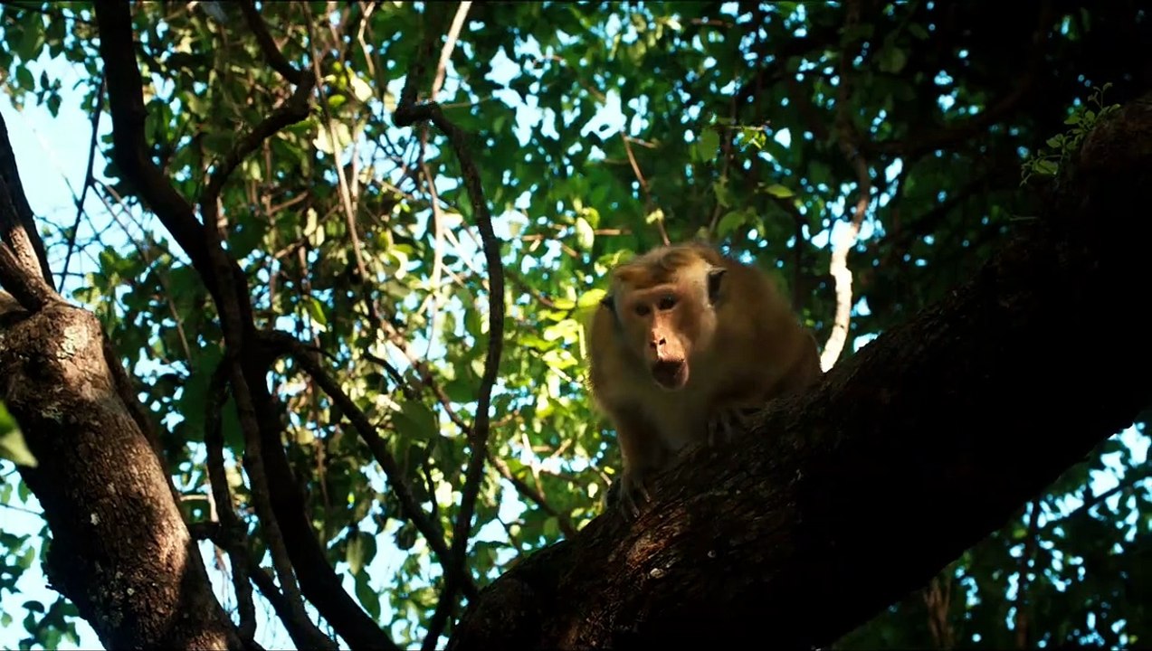 Im Reich der Affen Trailer DF
