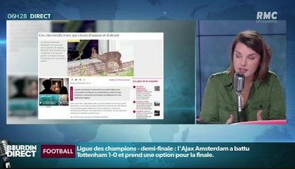 Zapping du 02/05 : Des chevreuils ivres après avoir mangé… des bourgeons !