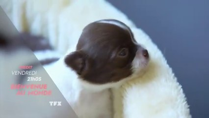 Bienvenue au monde (TFX) bébés chiots