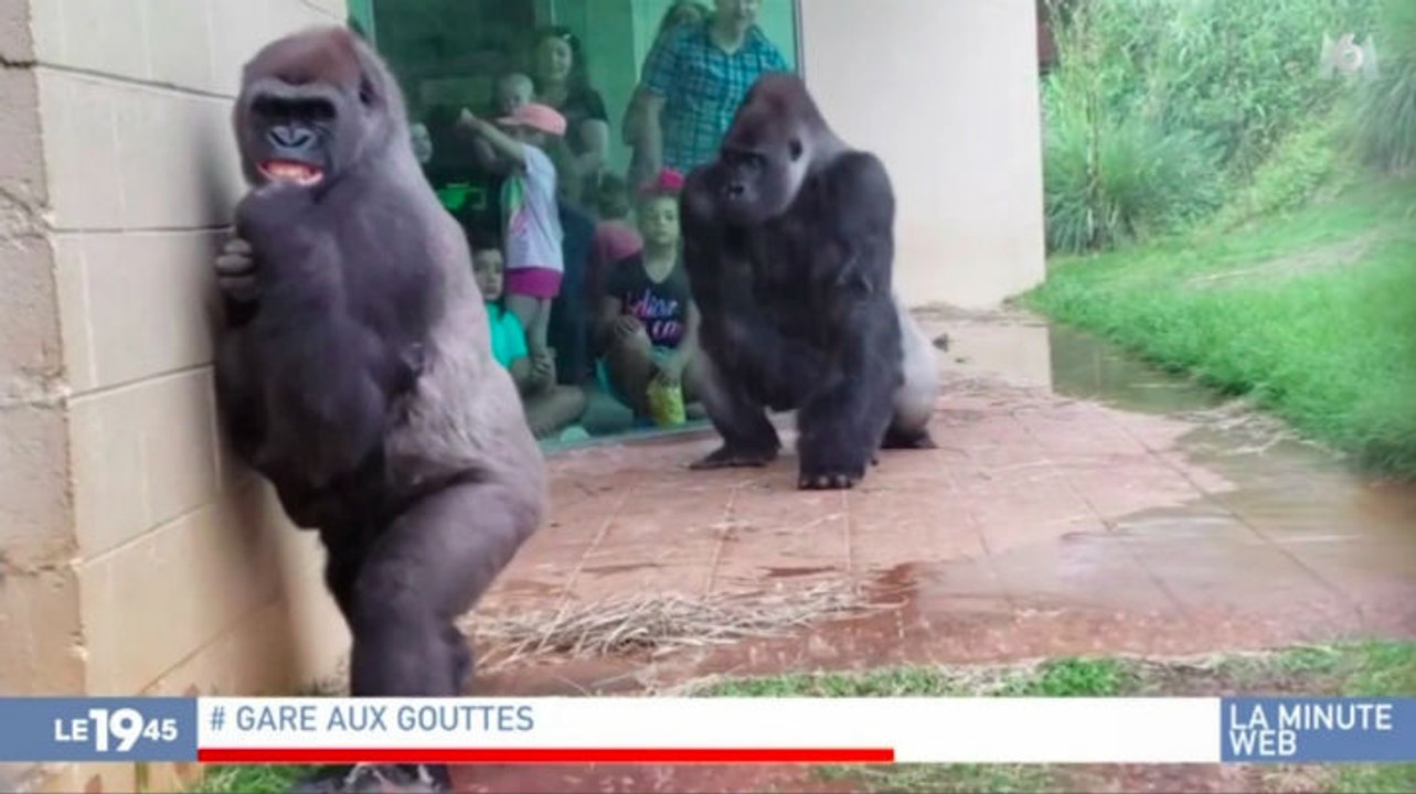 Zapping du 16/05 : Comme les humains, ces gorilles n’aiment pas la pluie !