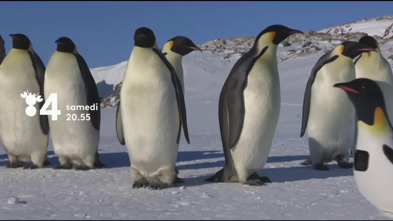 Un espion chez les manchots - france 4 - 07 07 18