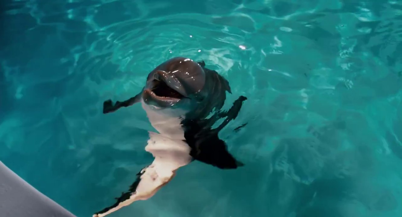 L'incroyable histoire de Winter le dauphin - VF