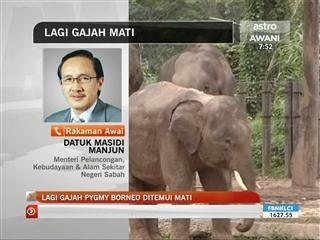Lagi gajah Pygmy Borneo ditemui mati