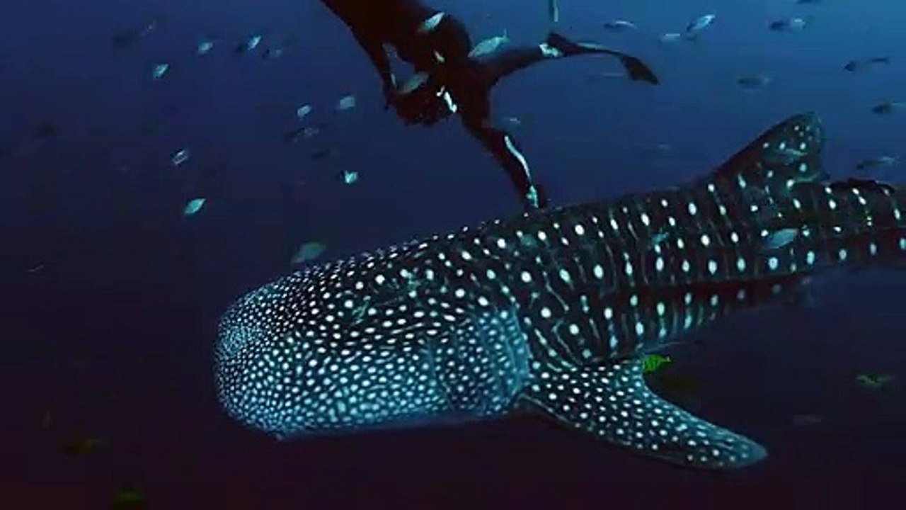 Under the Sea - Lautlos unter Giganten Trailer DF