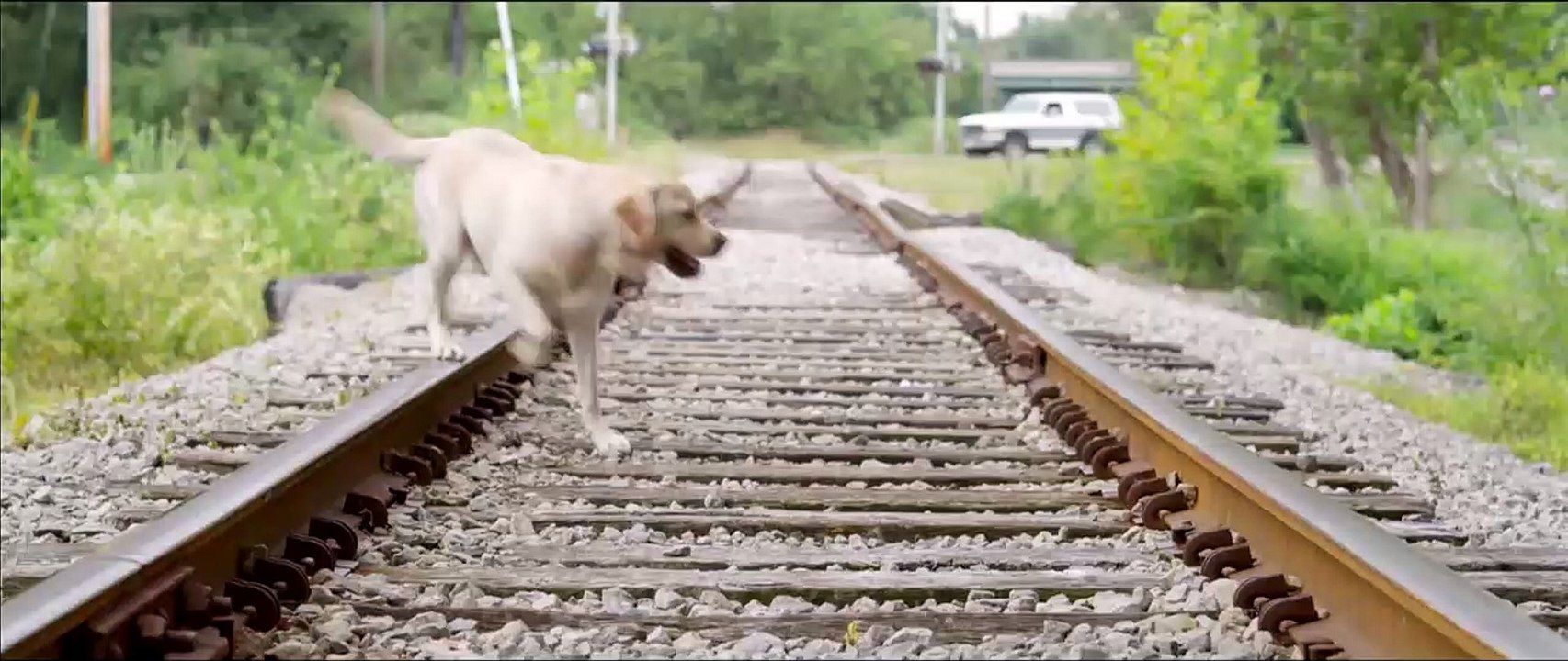 Marshall The Miracle Dog Trailer OV - video Dailymotion