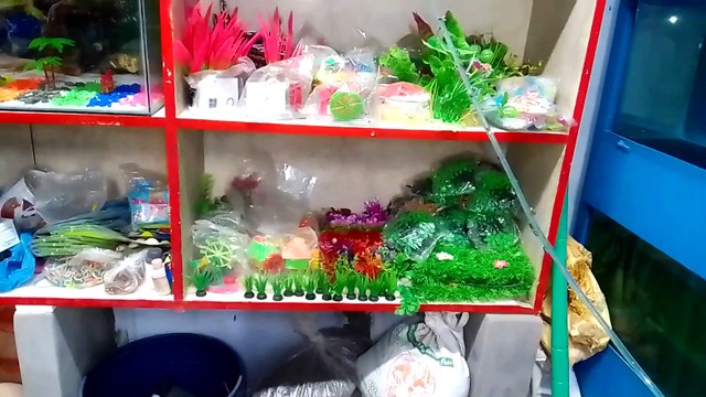 Most Beautiful Aquarium Fishes and Birds | Fresh Water Aquarium Fishes | Most Beautiful Birds | Colorful Aquarium Fish