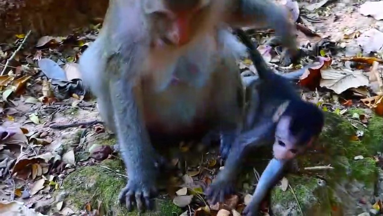 Wow! That 's monkey Beat hard for Tobias, But Tobias not Cry, Not Sick _ Tobias Hit by Mom Everyday