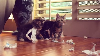 Golden Winter 2 - Die Katzen sind los Trailer OV