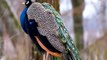 #birds #animal Most Beautiful Birds in The World | Amazing Birds | Colorful Bird