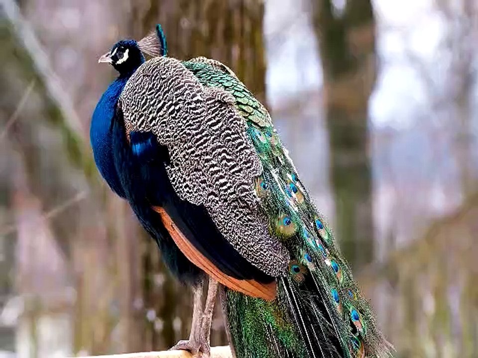 #birds #animal Most Beautiful Birds in The World | Amazing Birds | Colorful Bird
