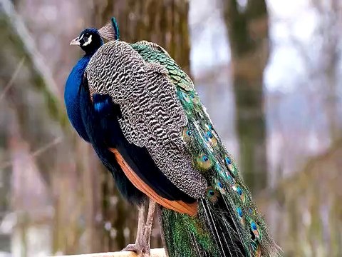 #birds #animal Most Beautiful Birds in The World | Amazing Birds | Colorful Bird