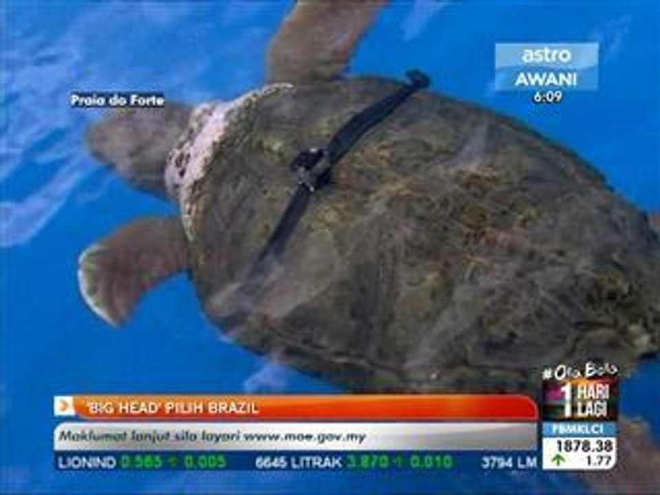'Big Head' pilih Brazil
