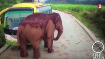 Le zapping du 13/12 : Des automobilistes attaqués par un éléphant