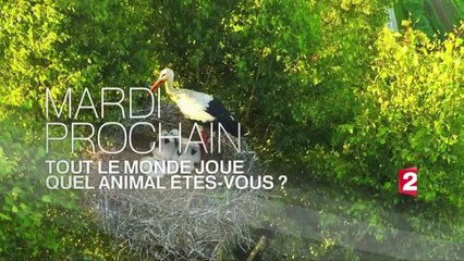 Tout le Monde joue - Quel animal êtes-vous? - 13/12/16