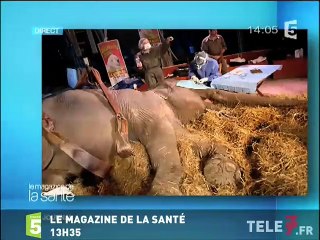 Un gorille dans la famille, L'édition spéciale, Le grand journal, Le Magazine de la santé, Le Mythe de la vache sacrée, Exposed, Des chiffres et...