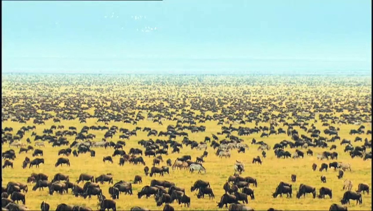 Serengeti Trailer DF