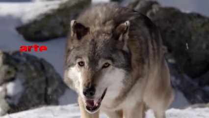 Loups solitaires en toute liberté - arte - 20 12 16