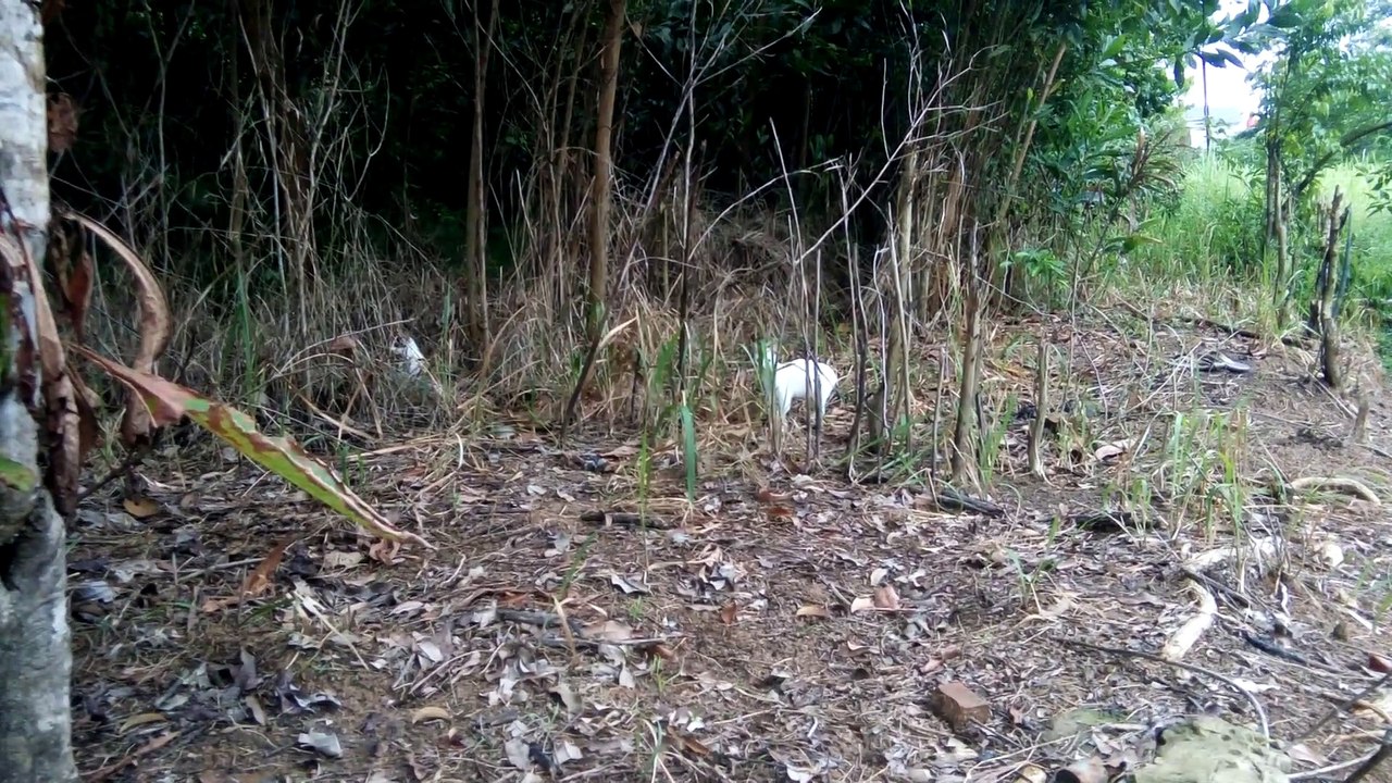 Kucing Kesayangan part2
