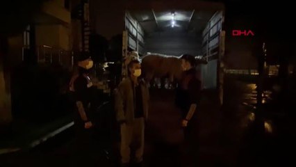 İZMİR'DE 10 KÜÇÜKBAŞ HAYVANI ÇALAN ŞÜPHELİ TUTUKLANDI