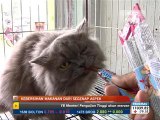 Makanan halal untuk kucing? (Bhgn 2)