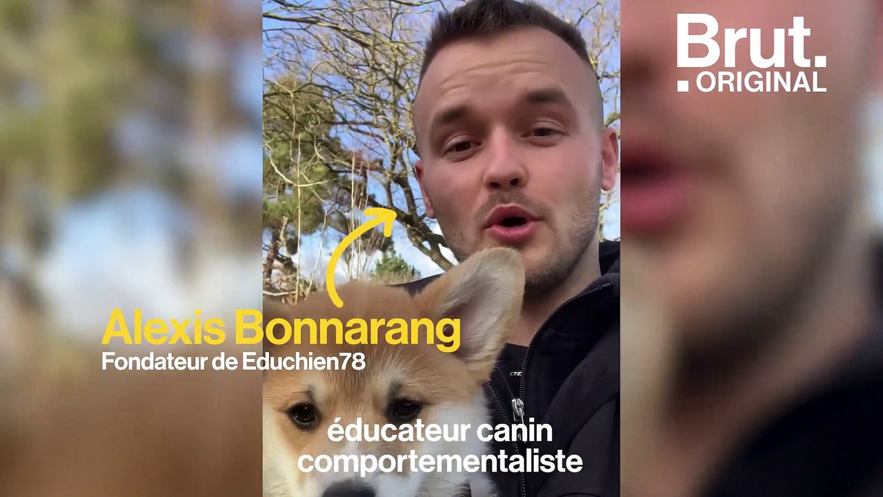 6 conseils pour bien éduquer son chien ou son chiot