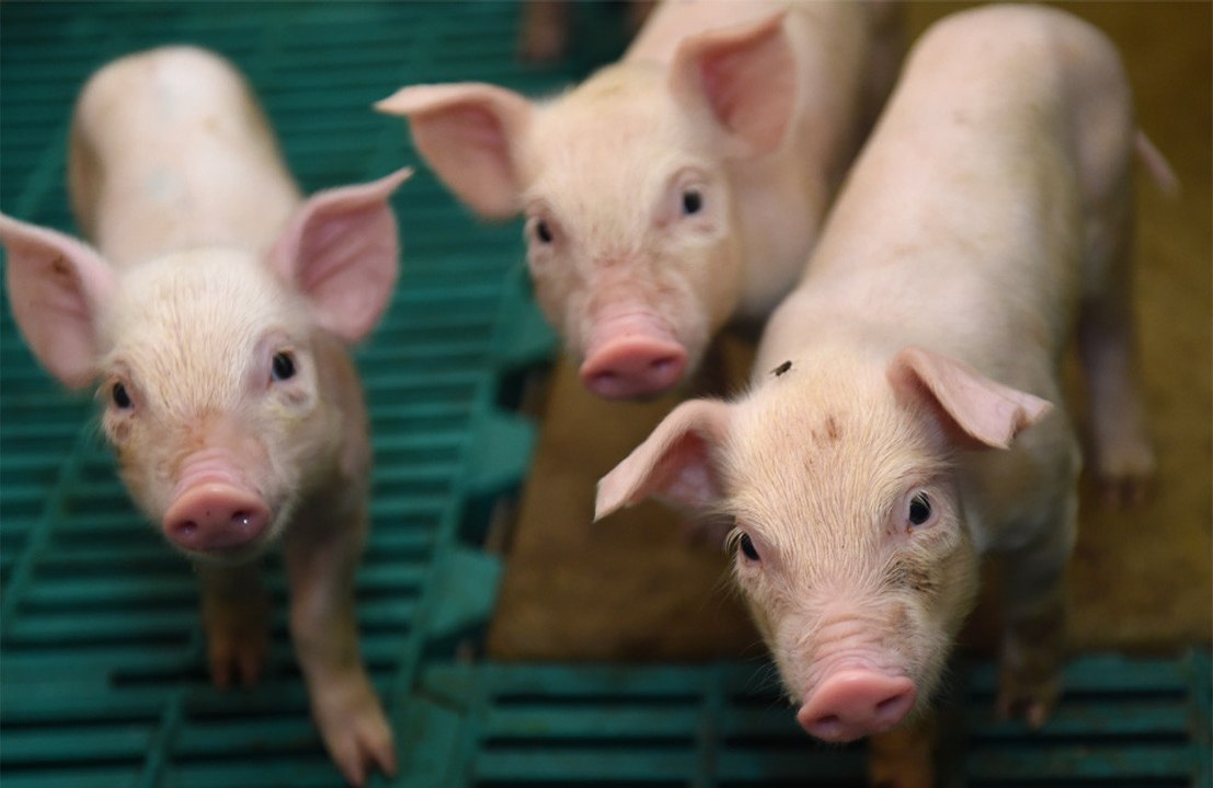 Scientists decode pig language with computer algorithm