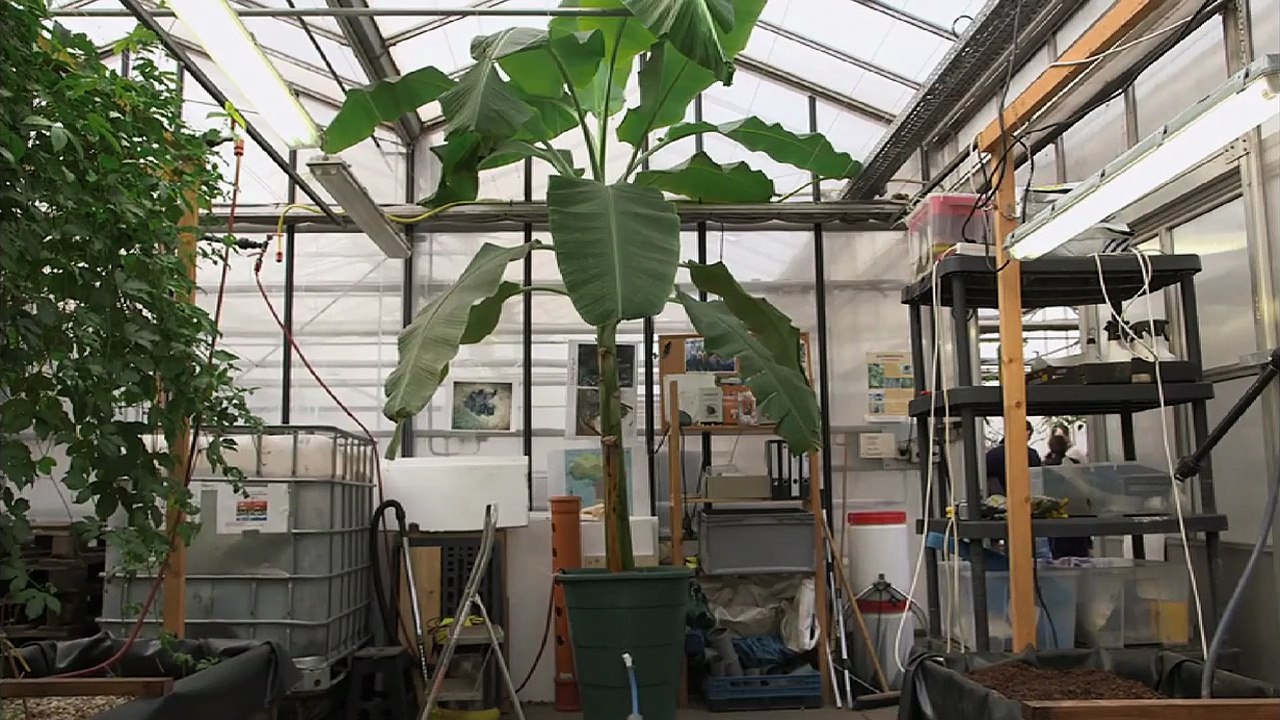 Von Bananenbäumen träumen Trailer DF