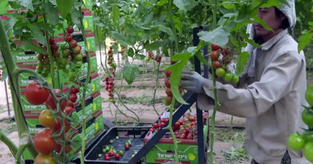 In Search Of Israeli Cuisine Trailer OV