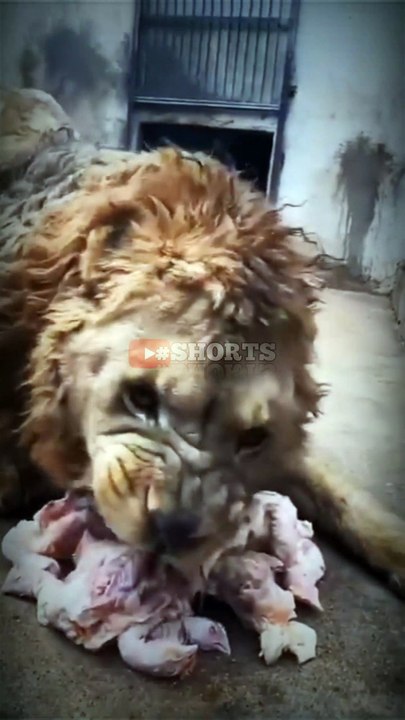 Why the king  always looks terror | #shorts | lion the king  | #whatsappstatus #attitudestatus #animals #trend #viral #trending