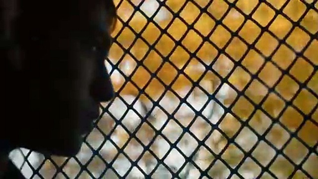 Stealing Cars Trailer DF