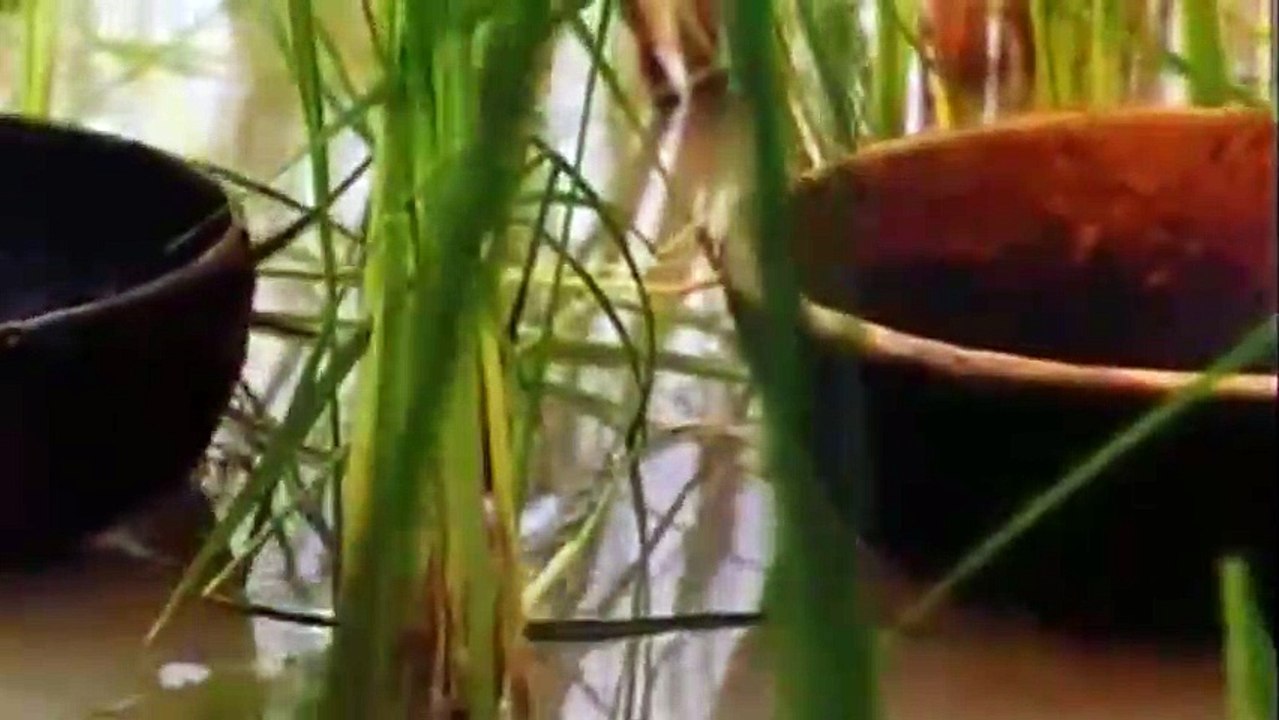 Das Licht Trailer OV