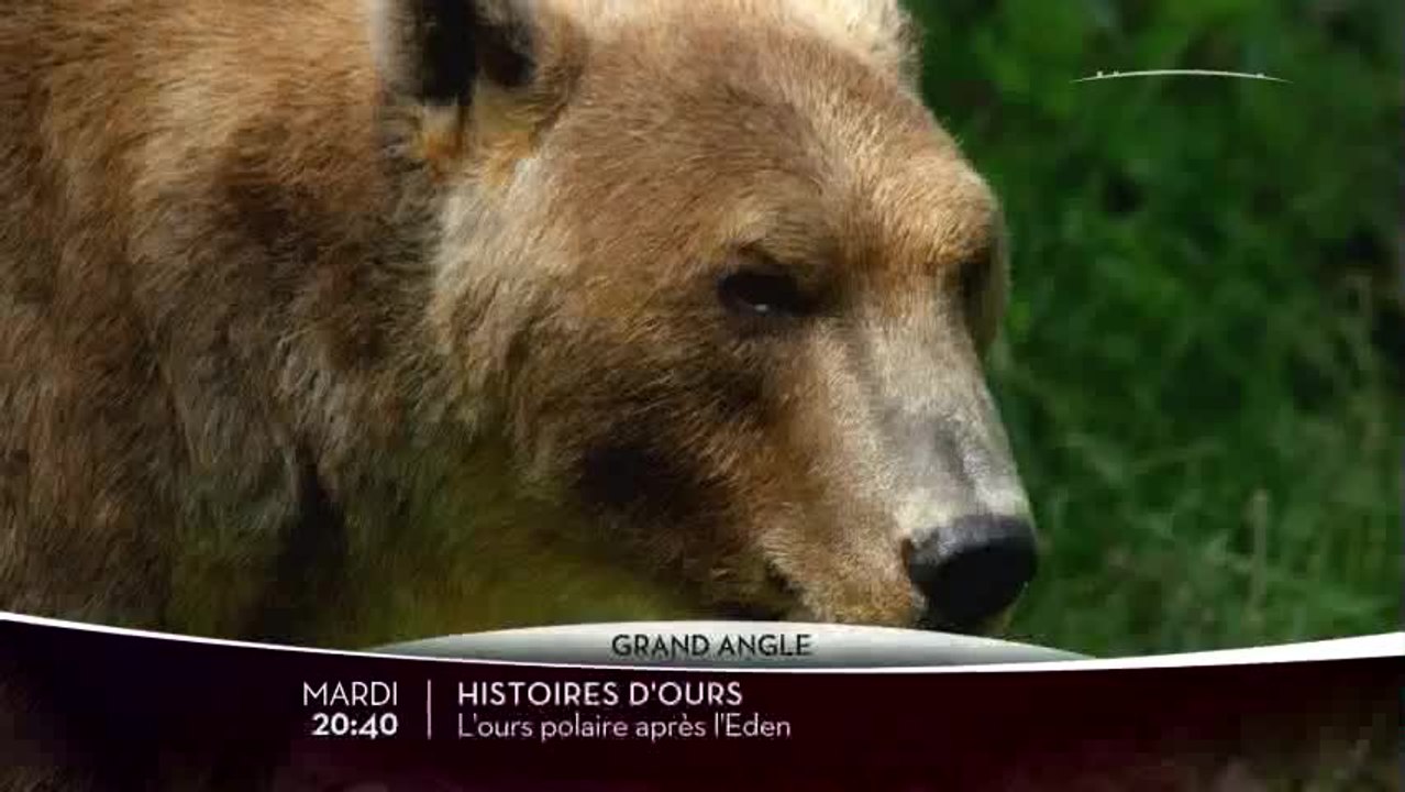 Histoires d'ours - L'ours polaire après l'Eden - Ushuaia TV