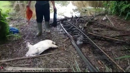 Niat mancing ikan taunya dapat monster ini