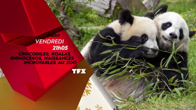Crocodiles, koalas et rhinocéros : naissances incroyables au zoo (tfx) bande-annonce