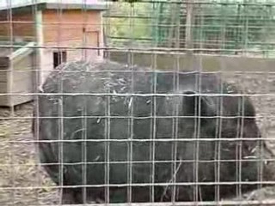 discussion avec un cochon