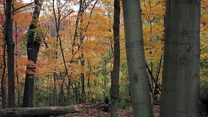 Now, Forager Trailer Original