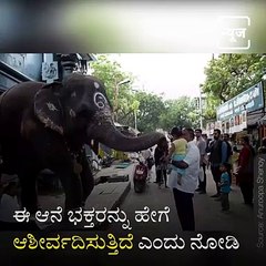 Elephant Giving Blessing To The Devotees.