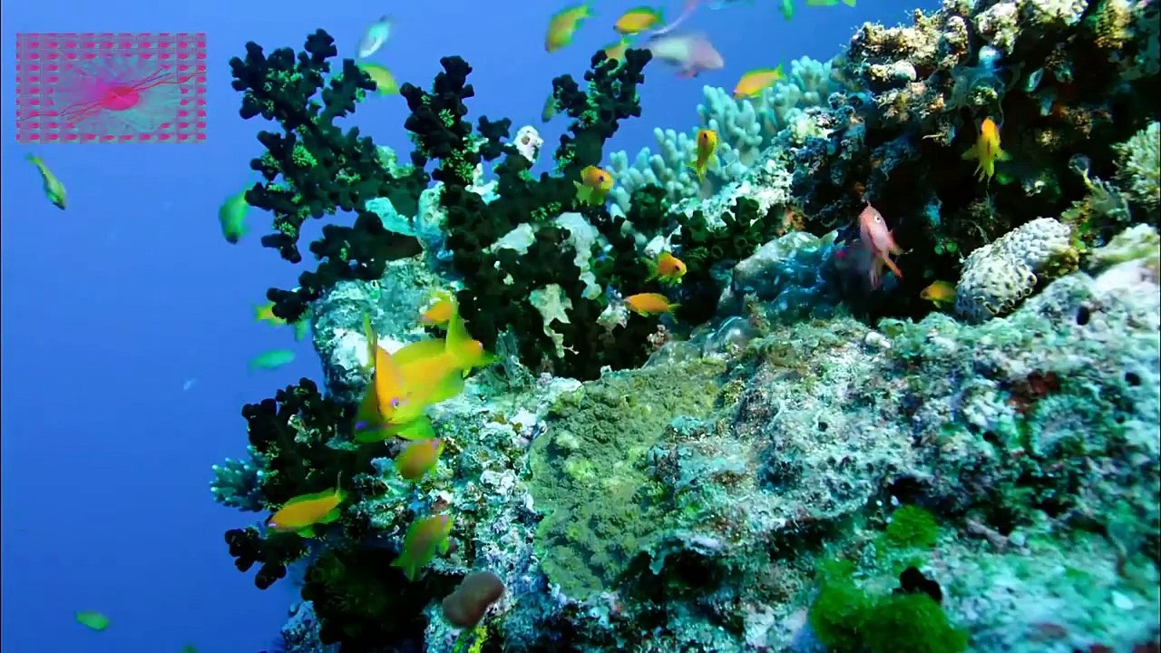 314. A VOIR ABSOLUMENT SUPER VIDEO DOCUMENTAIRE SOUS MARINE AVEC MUSIC BINAURAL (2)