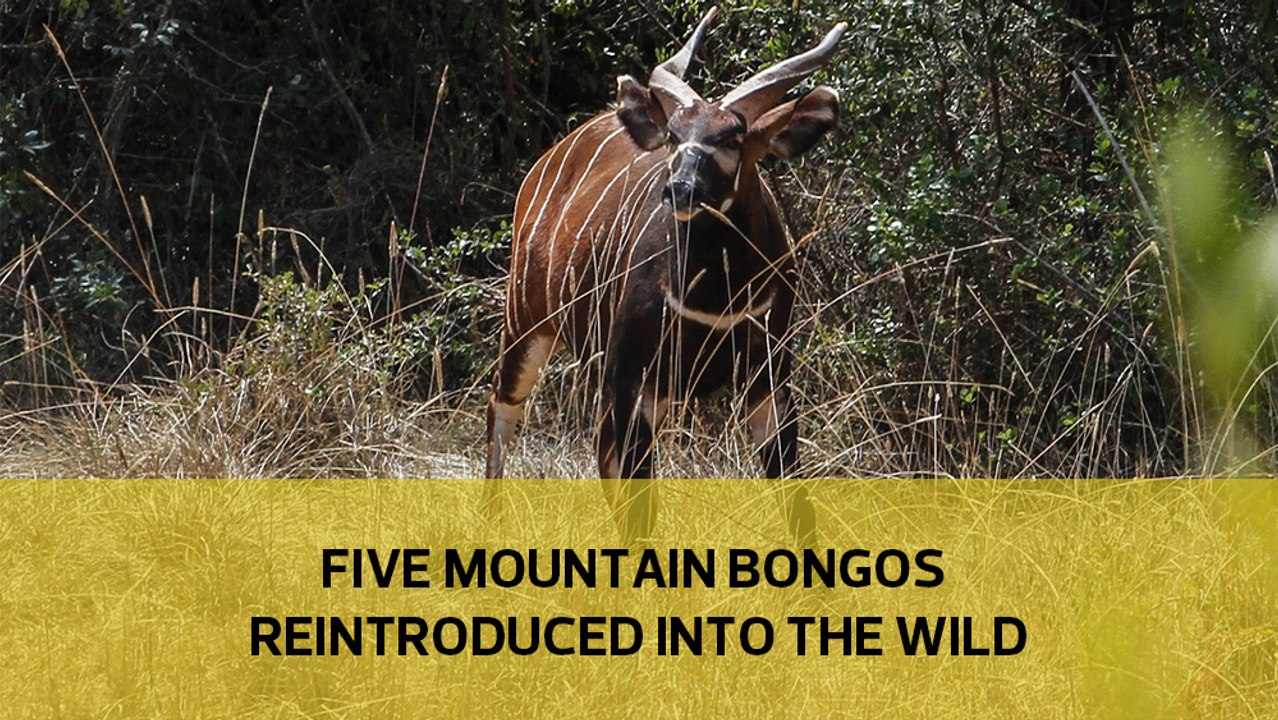 Five Mountain Bongos reintroduced into the wild