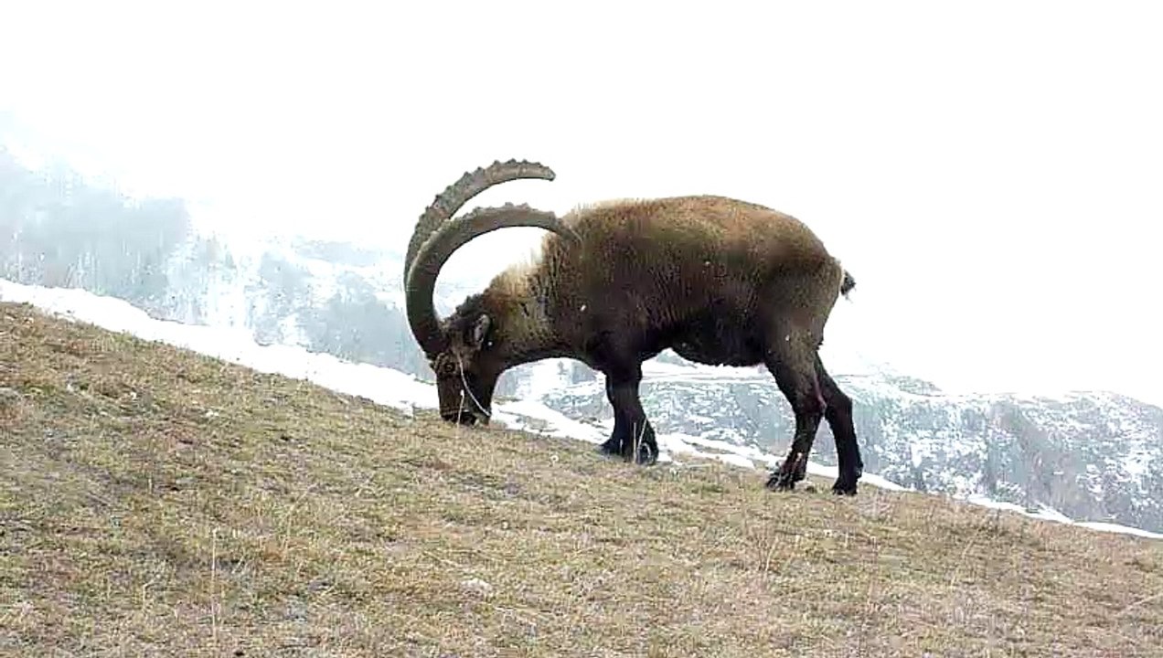 Un bouquetin des Cerces pris dans du fil de clôture