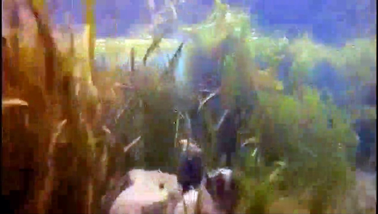 Sharkansas Women's Prison Massacre Trailer DF