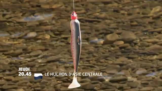 Le huchon d'Asie centrale - 29/11/16