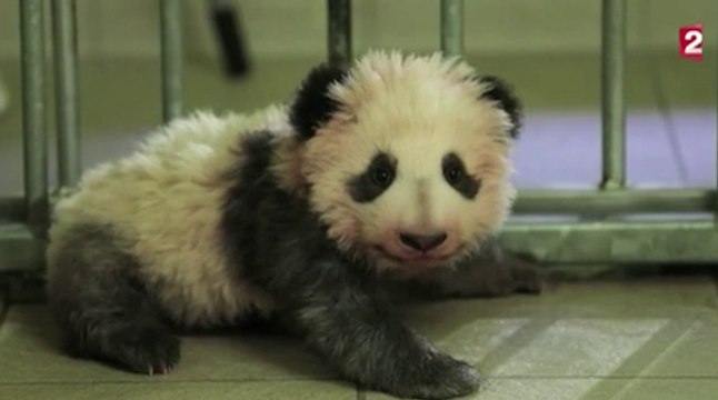 Le zapping du 17/11 : Les premiers pas maladroits d’un bébé panda