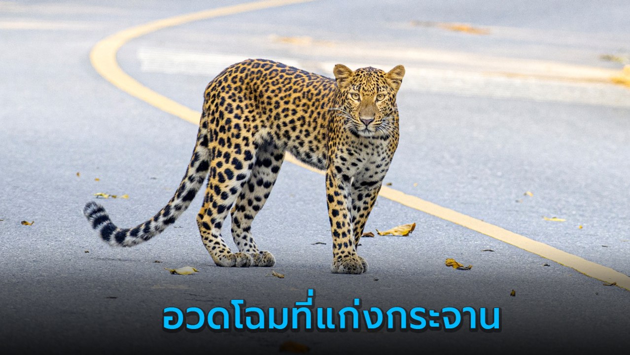 หาดูยาก ! เสือดาว โผล่อวดโฉมริมถนนบ้านกร่าง อช.แก่งกระจาน