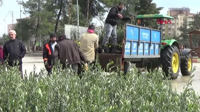 İSLAHİYE'DE 70 BİN ZEYTİN FİDANI DAĞITILDI