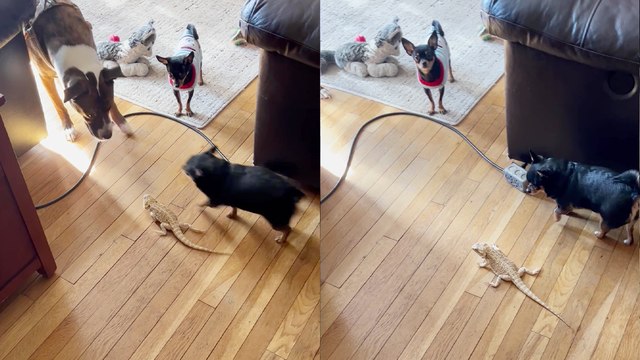 'Loyal chihuahua protects bearded dragon bestie from a bigger dog *BFF GOALS*'