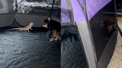'Fiercely protective chihuahua JUST WON'T leave her bearded dragon BFF's side '